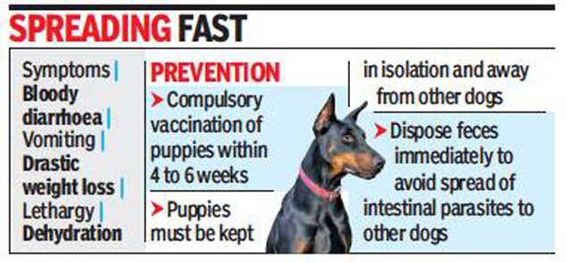 parvo dog disease treatment