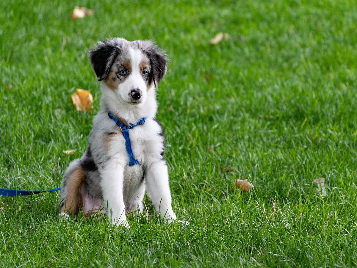 dog harness for australian shepherd