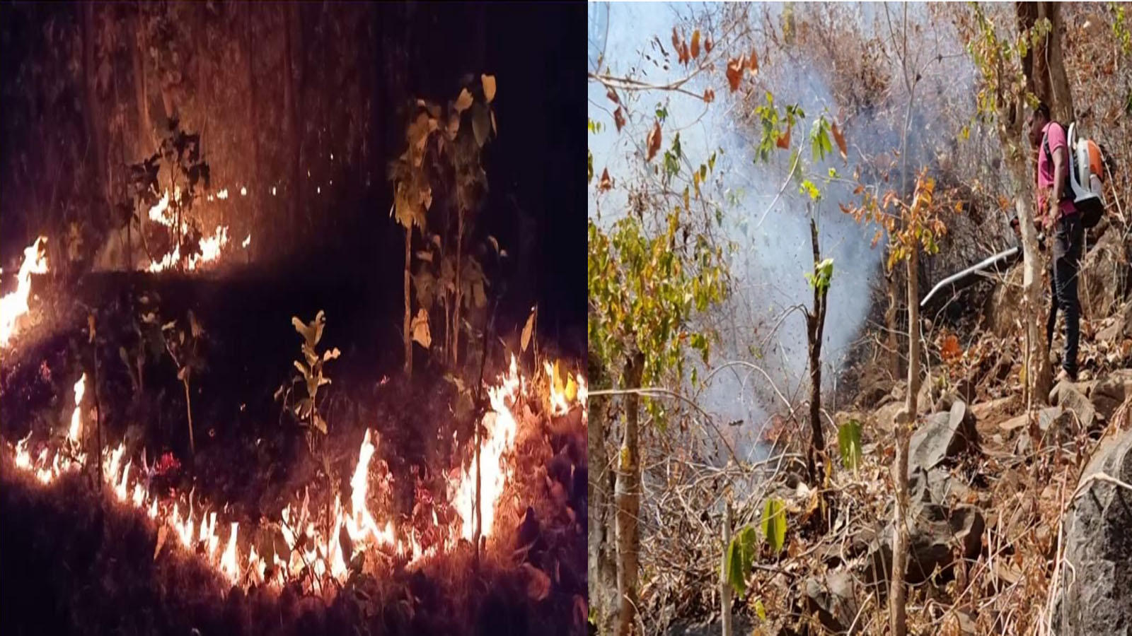 Odisha forest fire: Wildfire threatens to cause colossal damage to biosphere in Similipal Tiger Reserve | News - Times of India Videos