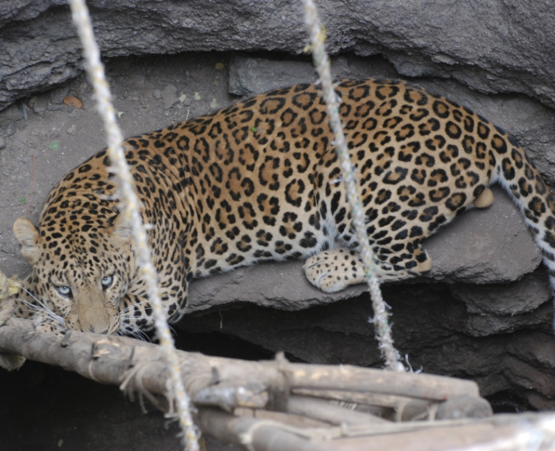 Behind Mumbai's most extensive plan to study the leopard | India News - Times of India Behind Mumbai's most extensive plan to study the leopard | India News - Times of India
