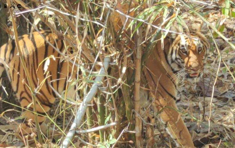 The tigress PTRF-84 was being monitored using VHF tracking