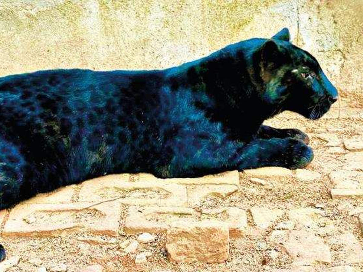 Gujarat: Watch a black panther growl from up close at Kevadiya | Vadodara  News - Times of India