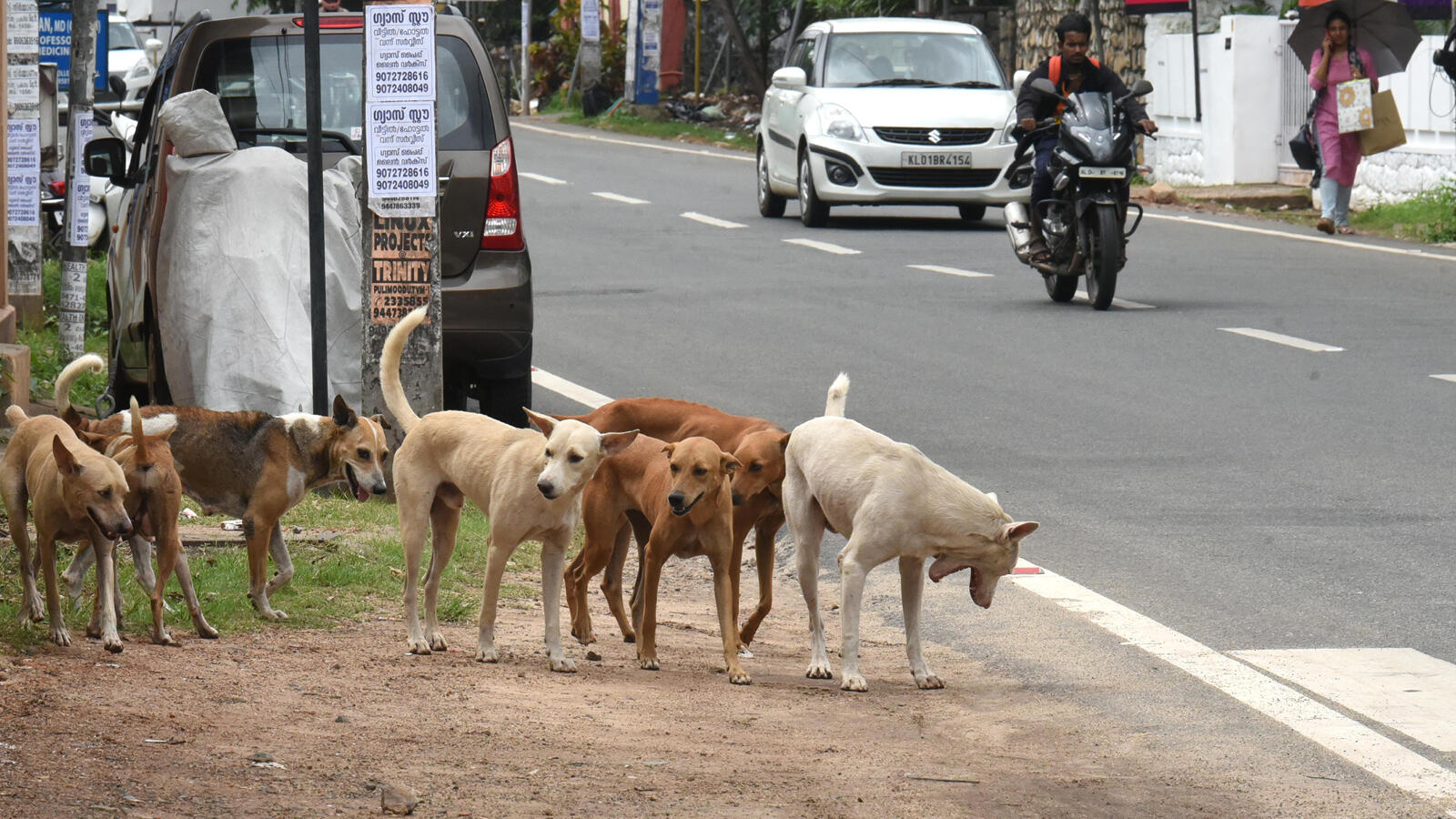 stray dogs
