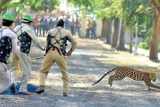 Leopard triggers panic in Indore colony | Indore News - Times of India