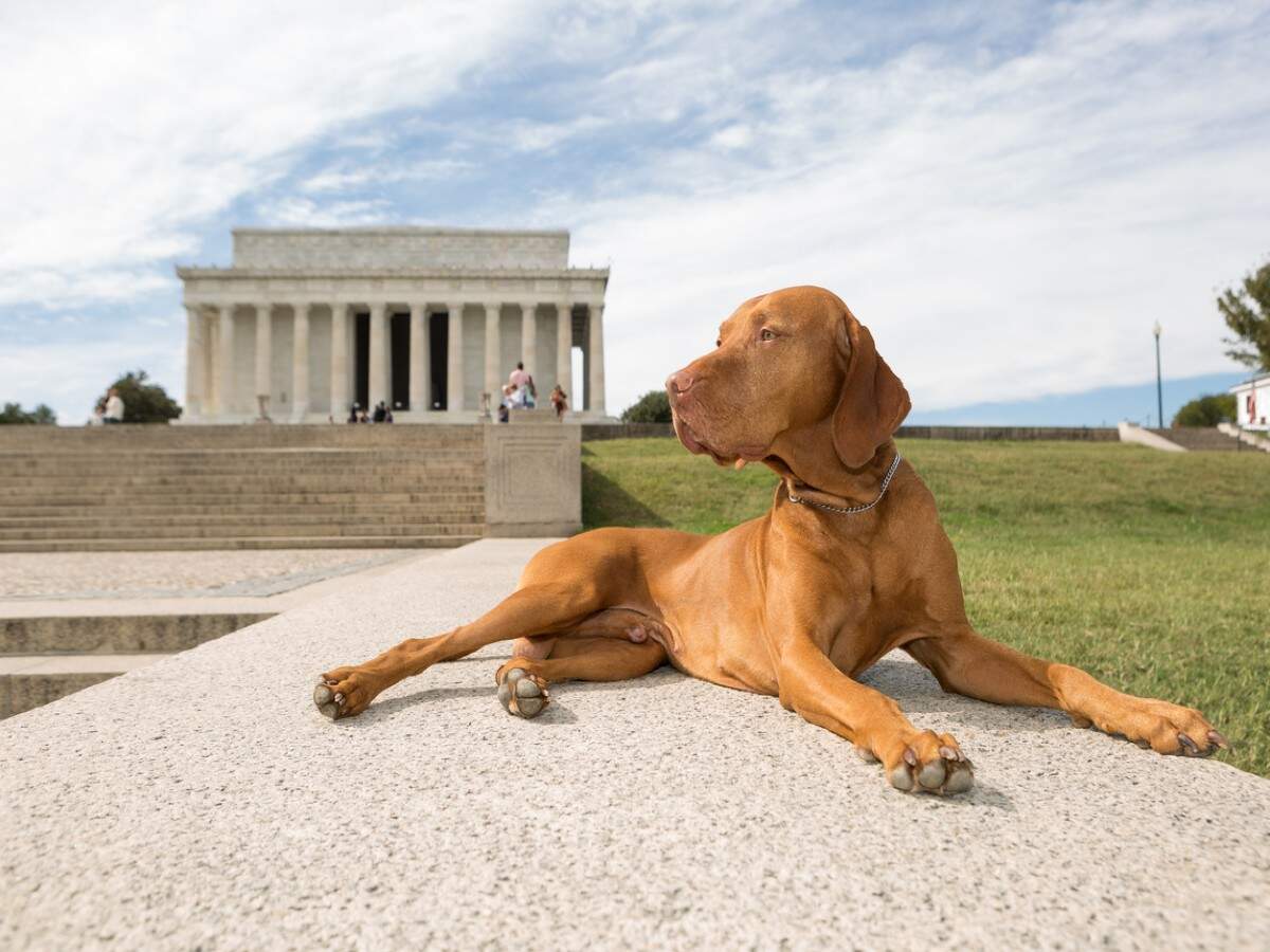 Famous dog museums from across the world