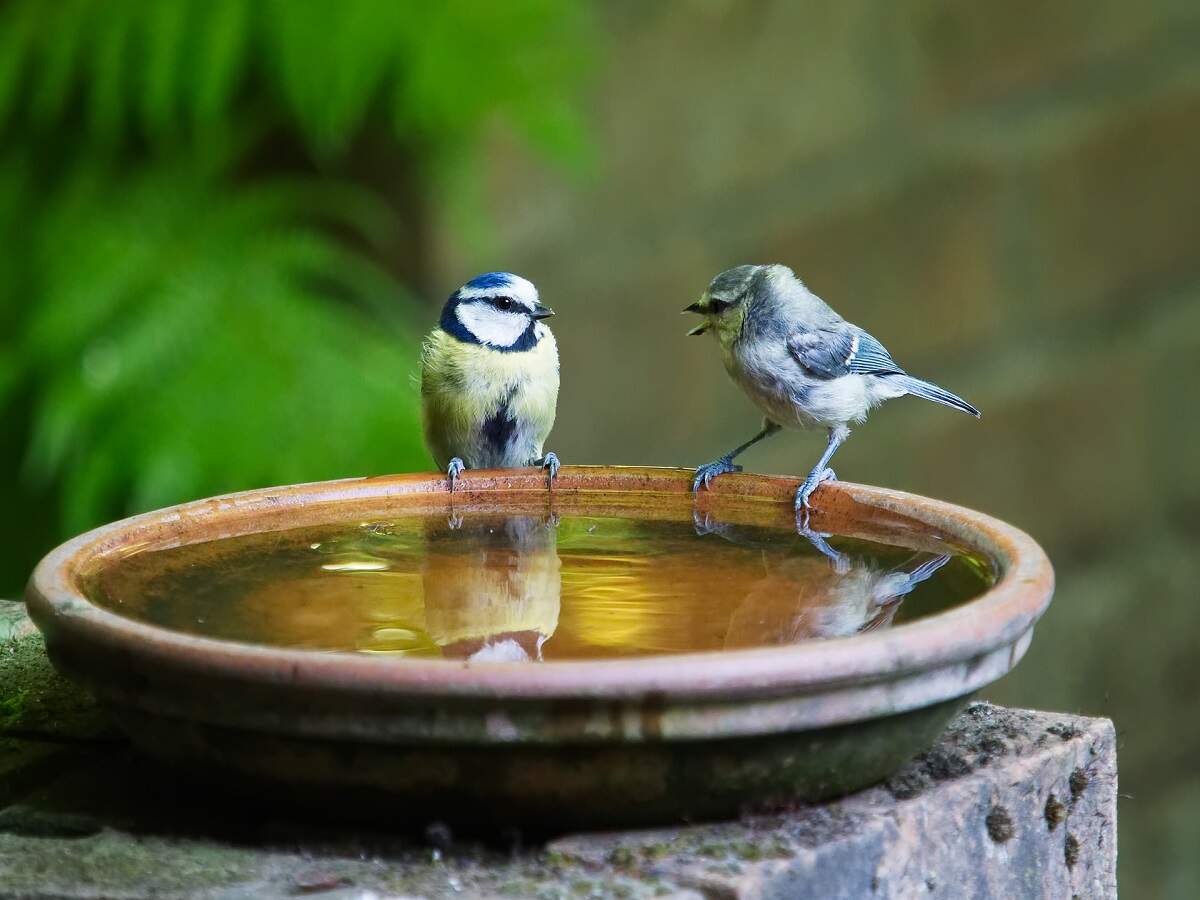 bird feeder with water bath