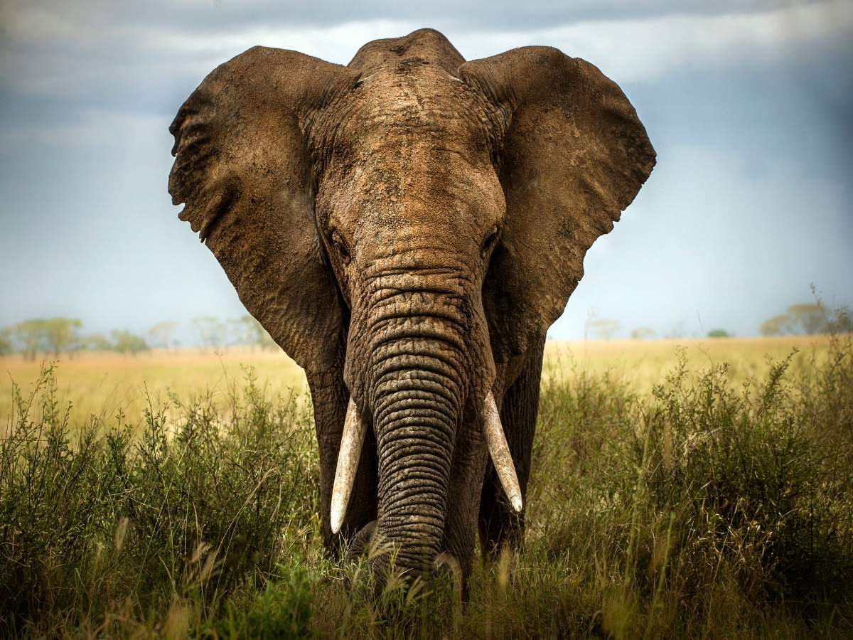African elephants are now endangered