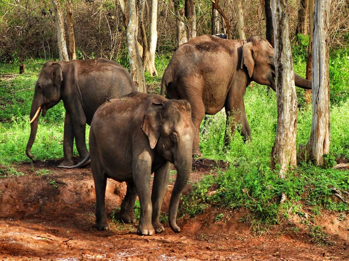 Under nature's spell–wildlife sanctuaries in Karnataka | Times of India  Travel