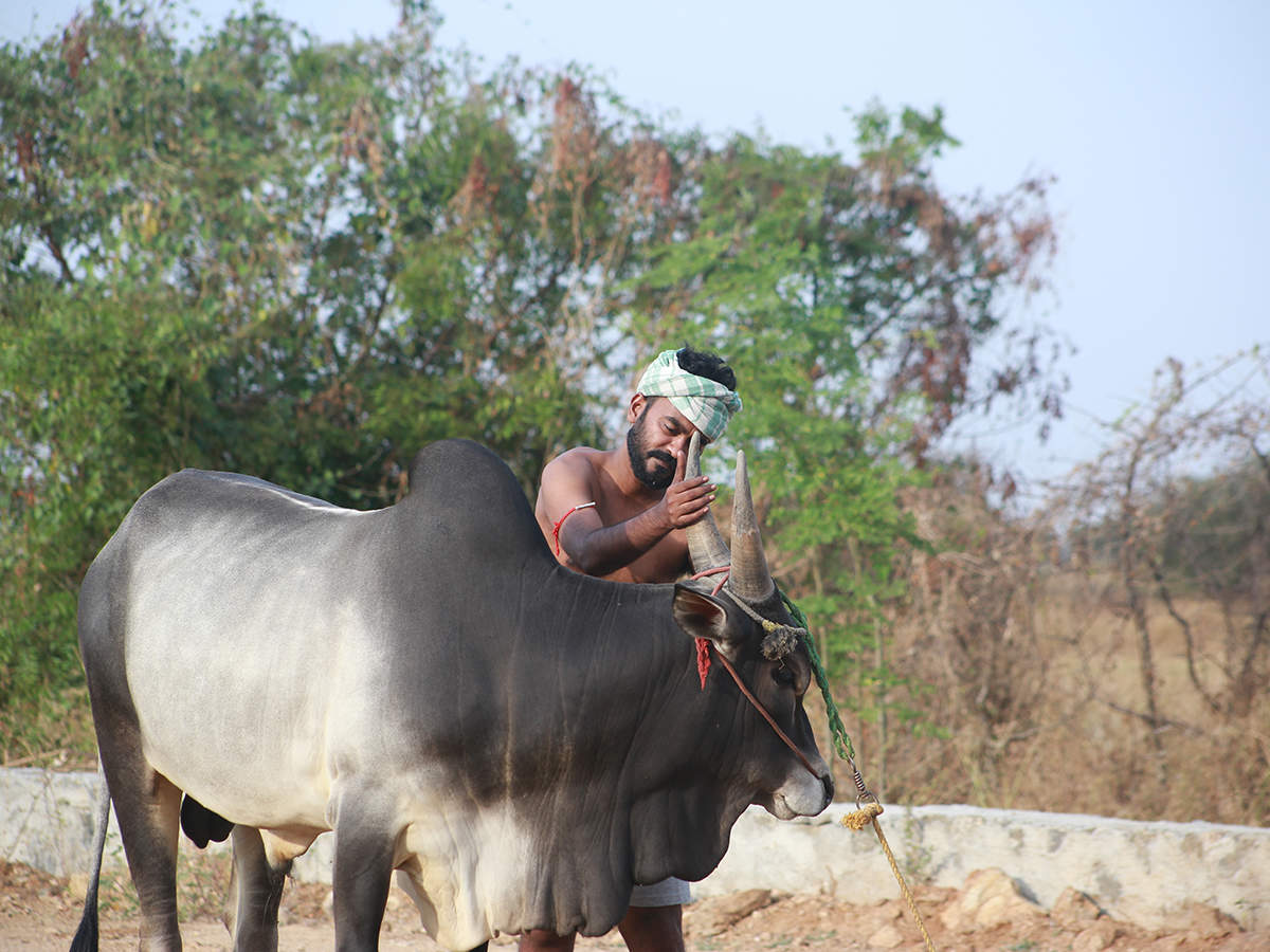 Sarath Appani: Now, I am comfortable around jallikattu bulls | Malayalam  Movie News - Times of India