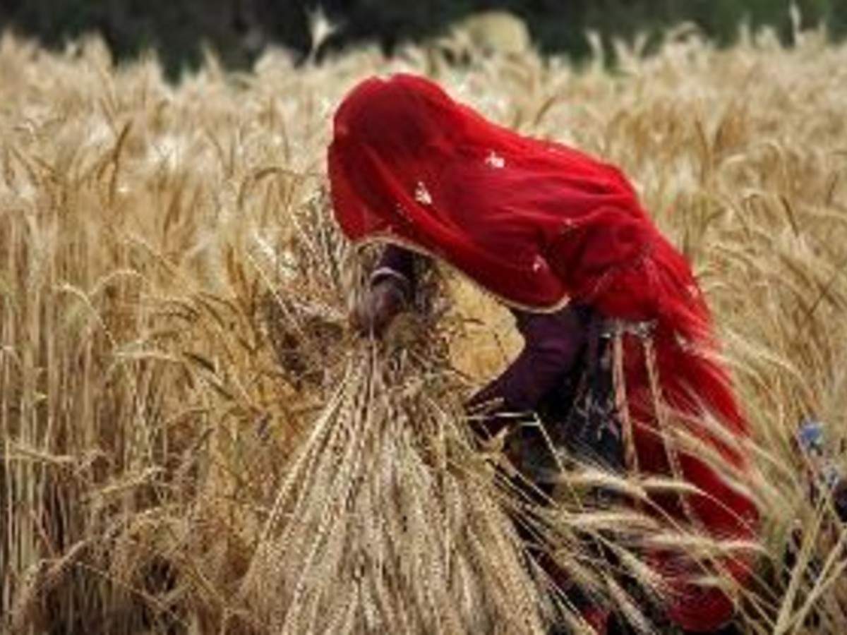 The food ministry said the procurement of wheat has so far benefited 11.6 lakh farmers with an MSP value of Rs 24,037.6 crore.