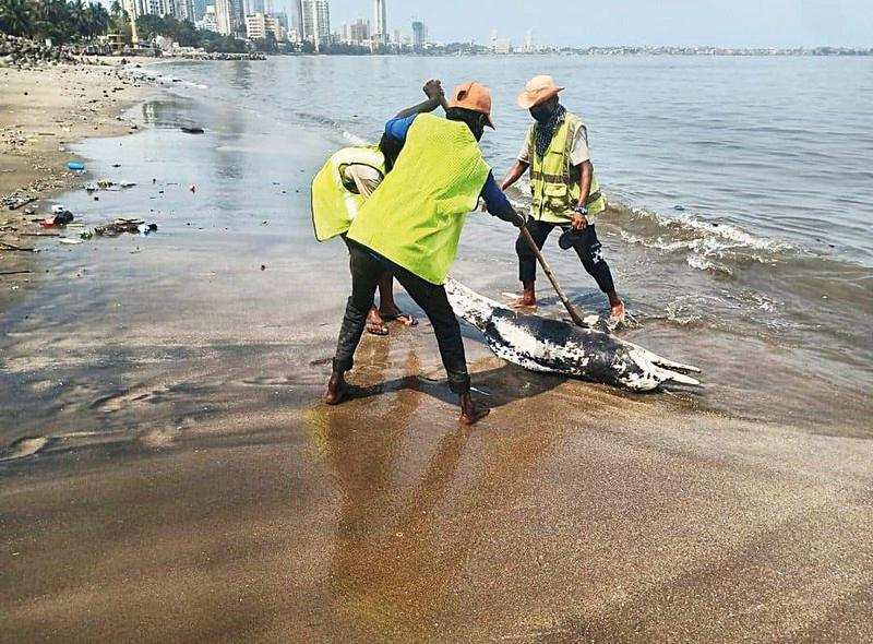 Two more dolphin carcasses found in Mumbai