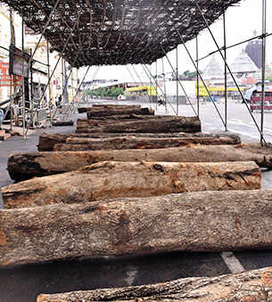 Logs meant for the chariots lay at the construction site in Puri