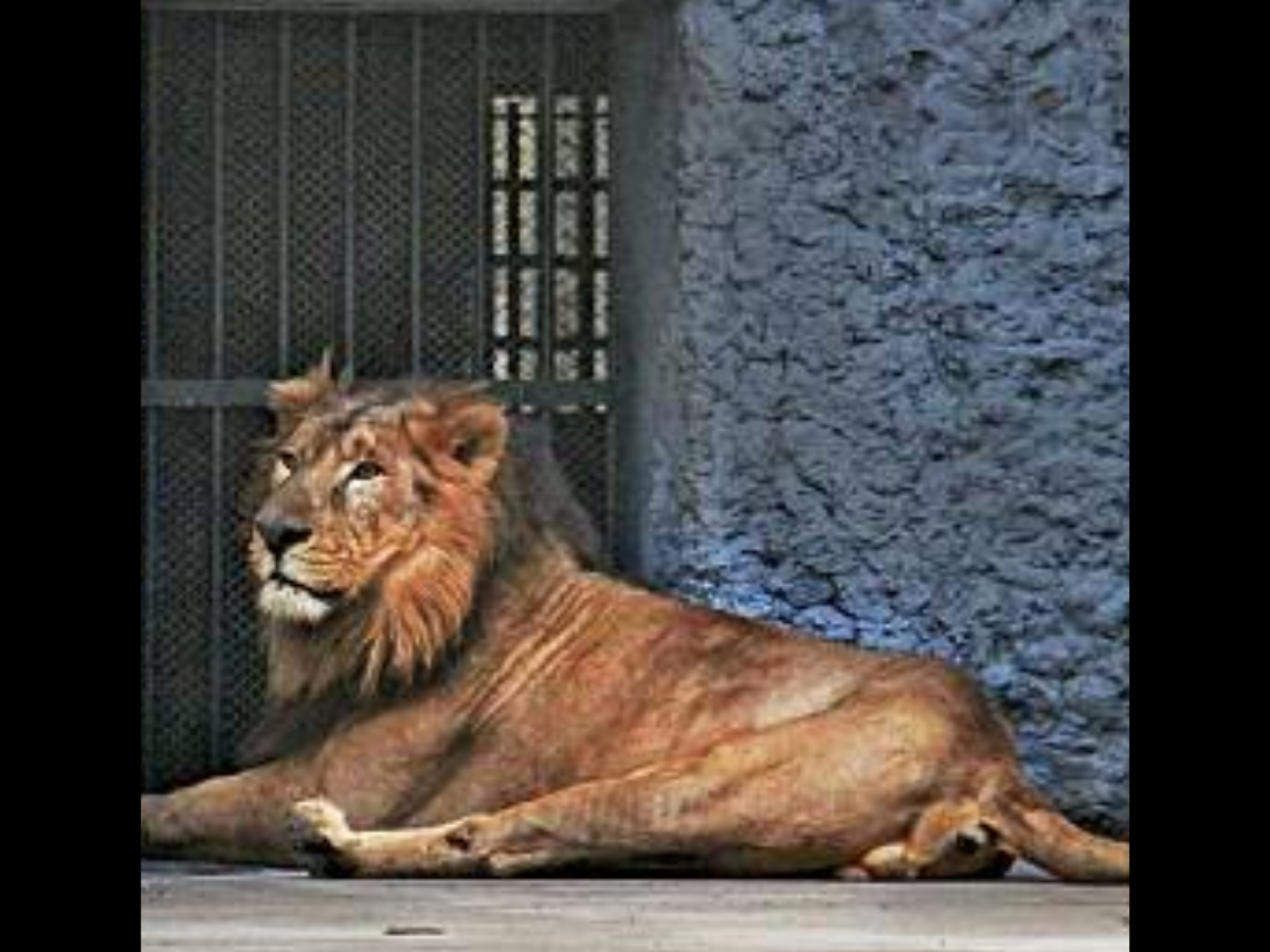 Jaipur lion tested positive for Covid-19 | Bareilly News - Times of India