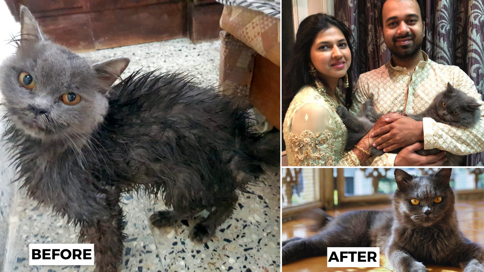 People are continuing to dump their pets in Covid | India News - Times of India People are continuing to dump their pets in Covid | India News - Times of India