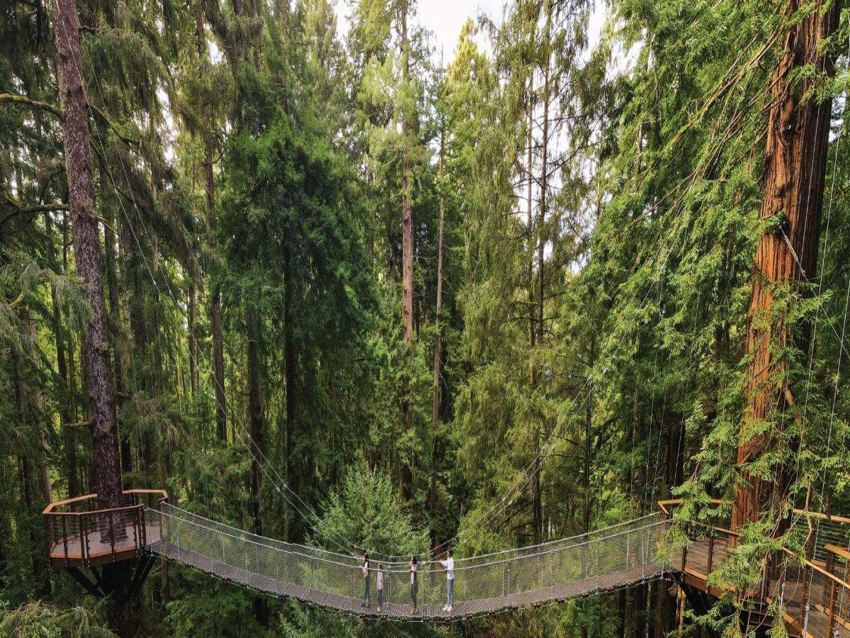Get lost in nature at this California skywalk