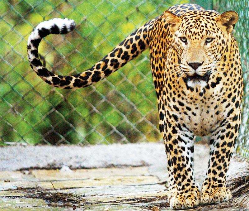 A adult leopard was caught on CCTV of a housing society at Bimbisar Nagar in Goregaon (east) early on Friday morning
