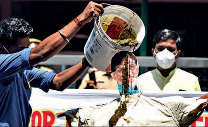 A member of Loktantrik Yuva Janata Dal pours cow dung water over an effigy of Lakshadweep administrator Praful Patel in protest against the draft laws for the island, in Kochi on Monday