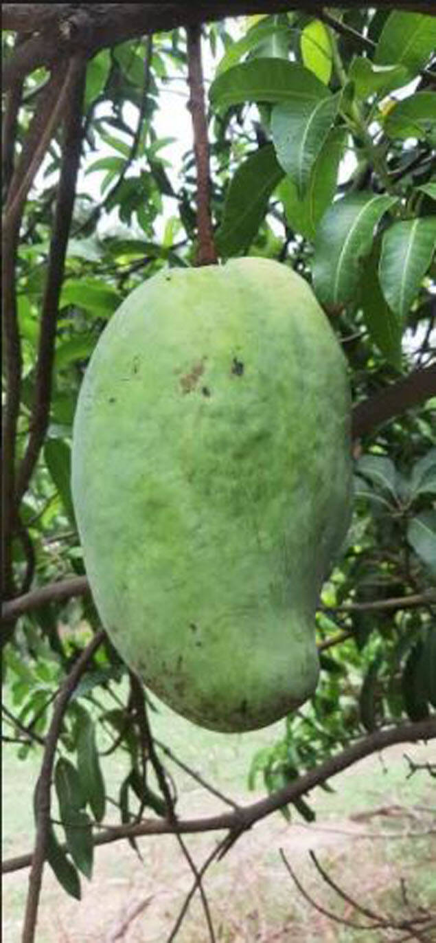 mango 1