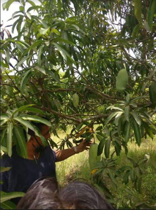 mango 2
