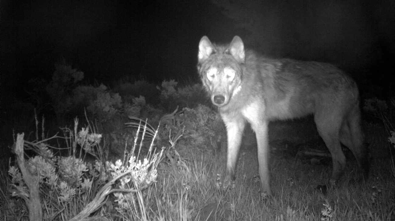 A wolf on a state game camera in Moffat County. File: AP Photo