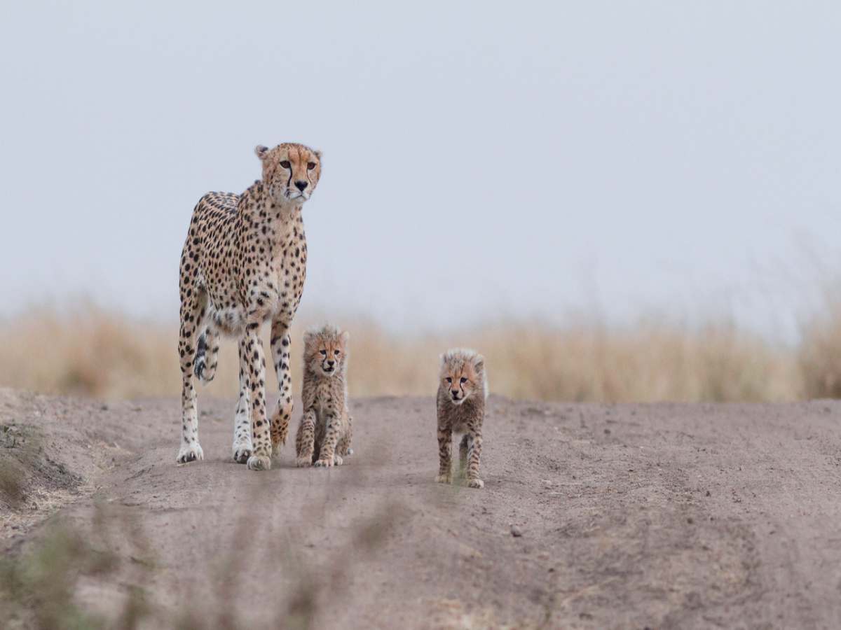 Cheetahs to get reintroduced in India by the end of this year