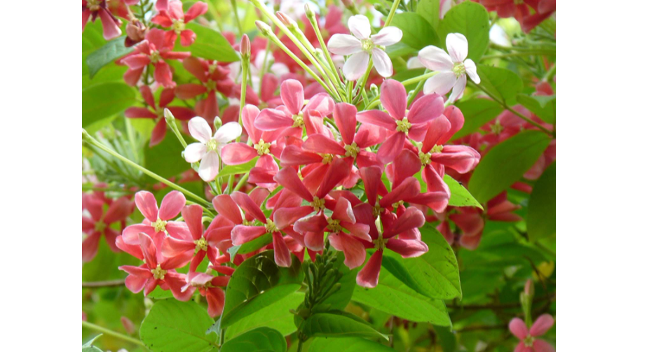 Climber Plants Beautiful Climbing Trailing Plants For Indian Balconies And Garden Most Searched Products Times Of India