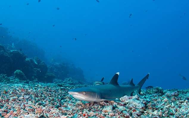 Black and white - Underwater chess in Chennai: Scuba divers play chess  under sea