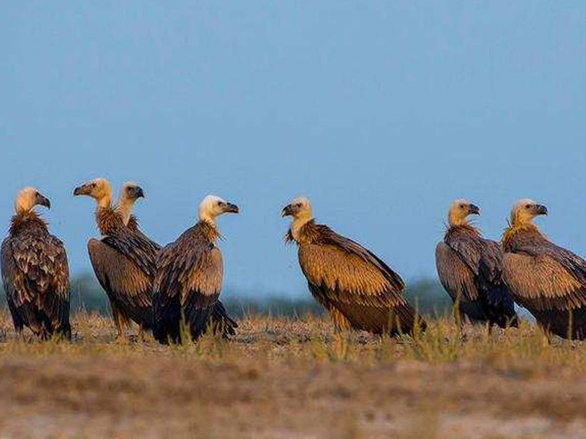 The researchers have said it is recommended that nimesulide be banned by the government to conserve white-rumped vultures on the Indian subcontinent
