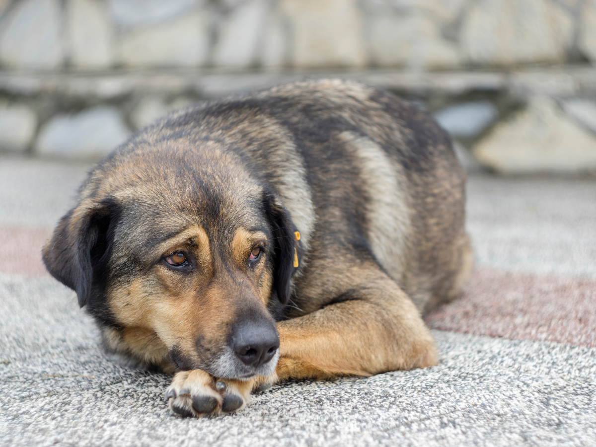 does dogs sense bad weather coming