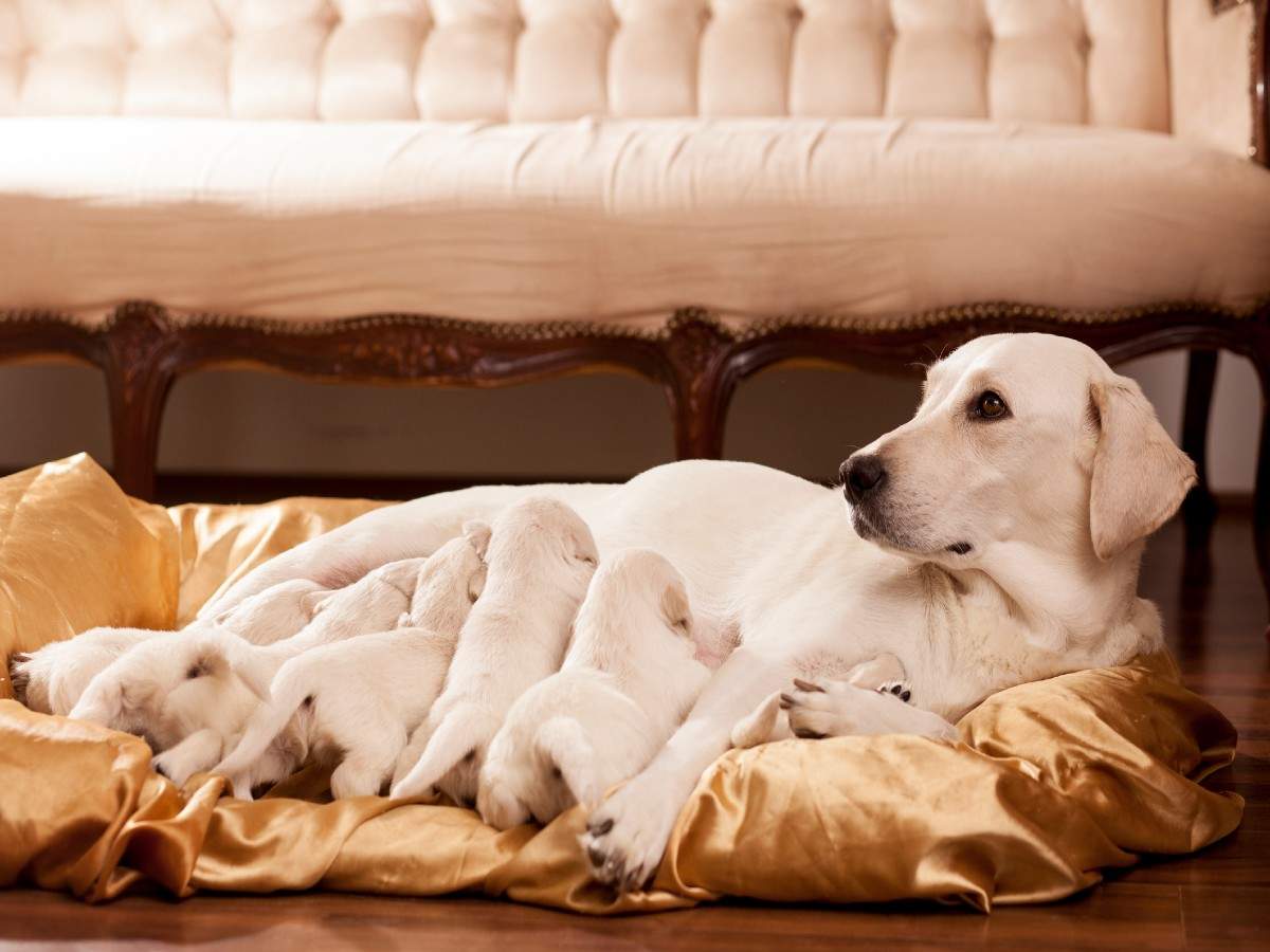 Фотосессия щенков. Ретривер на диване. Собака в одеяле. Лабрадор на диване. Мама кормит щенков