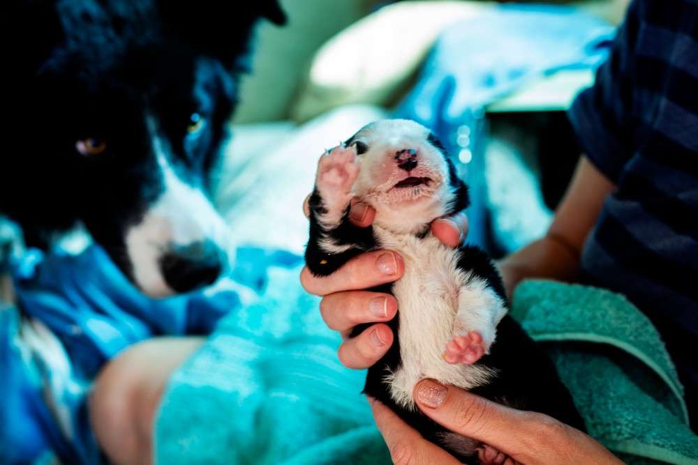 can a human breastfeed a puppy