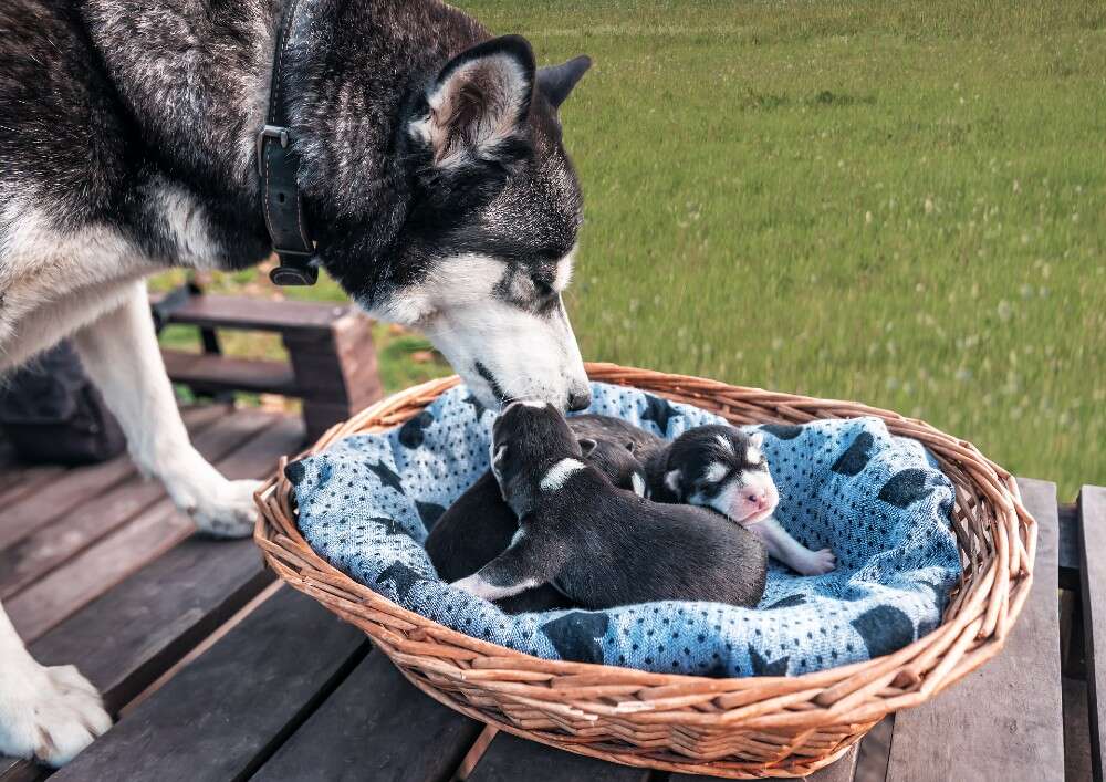 What Should A Mother Dog Eat After Giving Birth