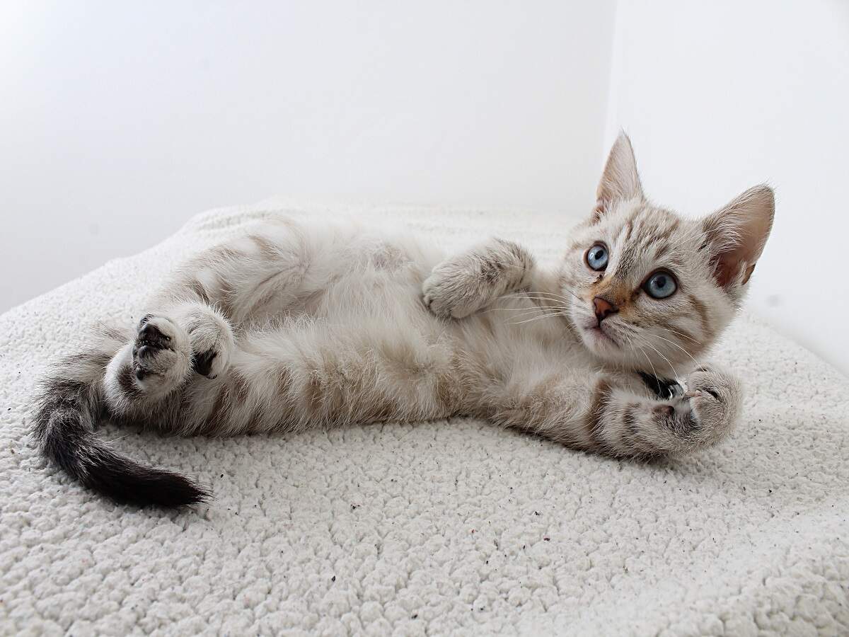 dry pet shampoo for cats