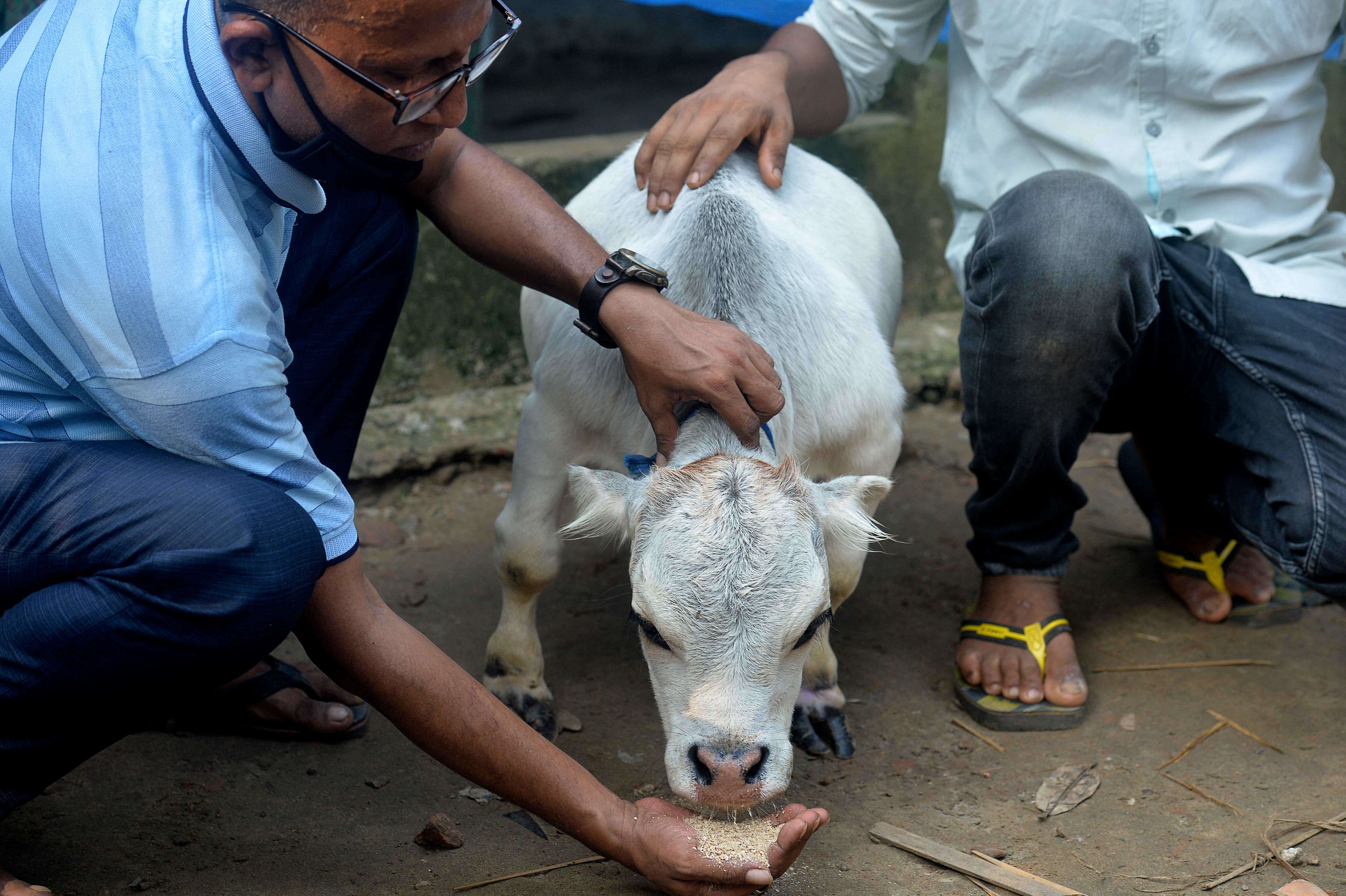 the smallest cow in the world