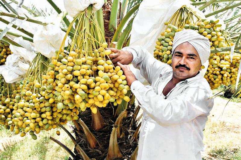 Anadabhai Bhimjibhai Patel showing off his Israeli date harvest