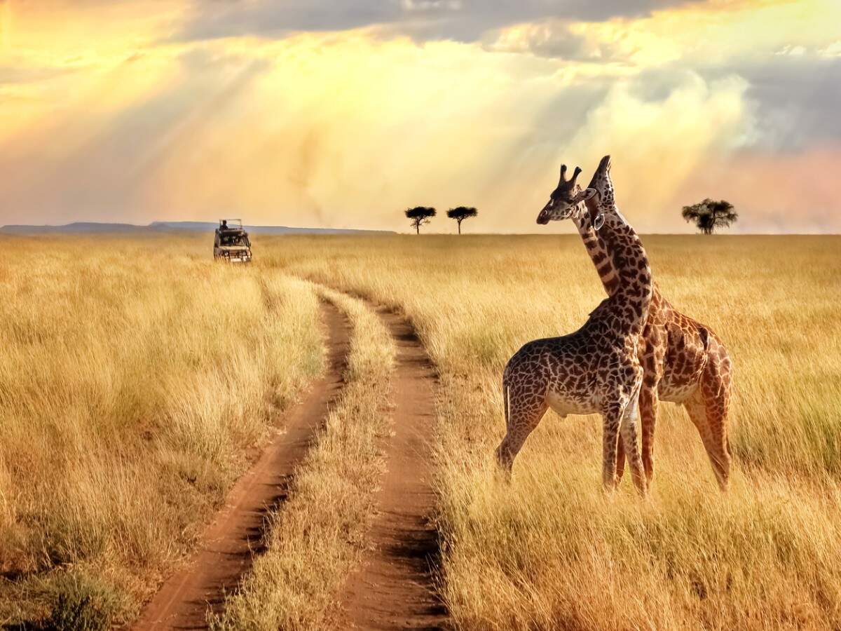 On a Kenyan safari: Best lodges to stay in the wilderness