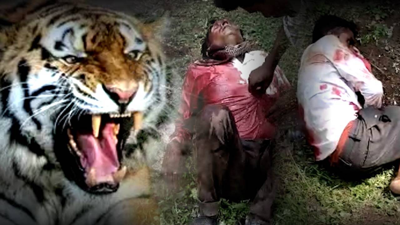 tiger attack human