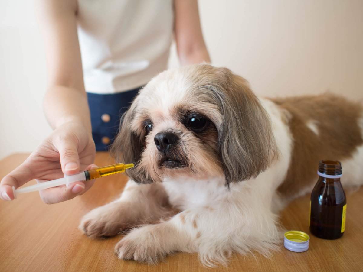 Demand For Designer Pets Creates Disturbing Health Issues In