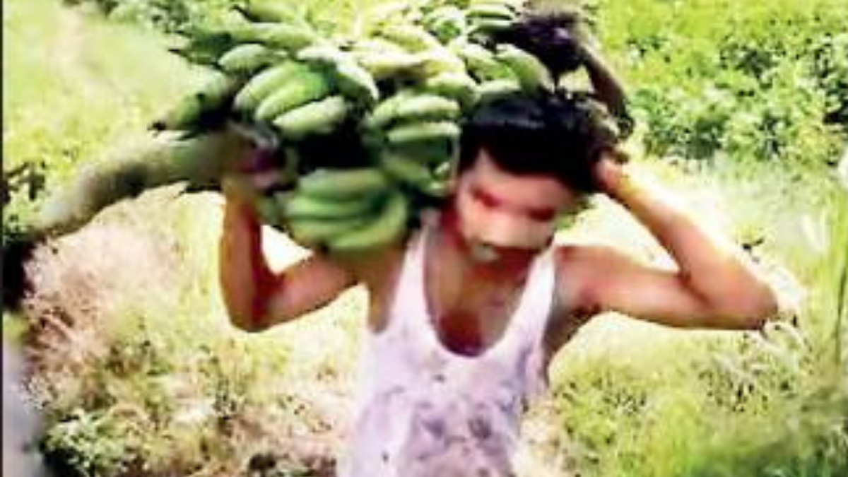 Maharashtra: Four years after national bravery award, youth toils as banana loader for a living