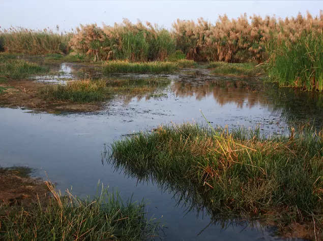 The cat that is the soul of the wetlands