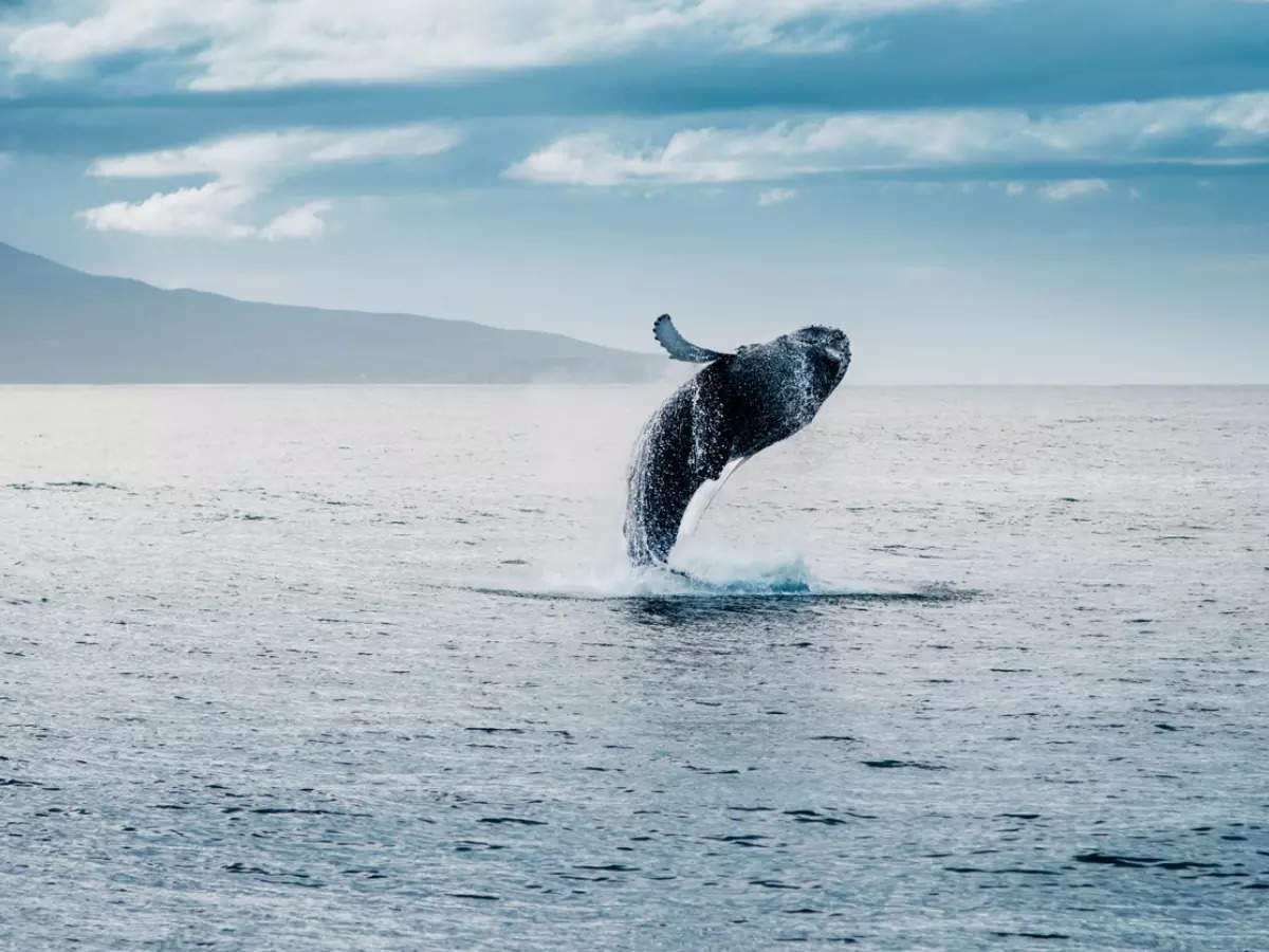 Where to go for whale watching