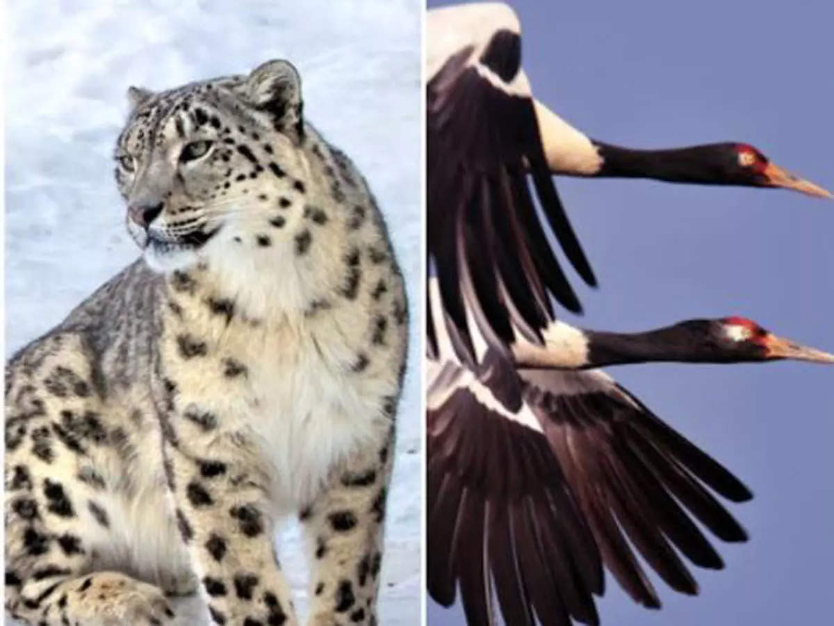 Snow leopard, Black necked crane declared state animal and birds in Ladakh  | Jammu News - Times of India