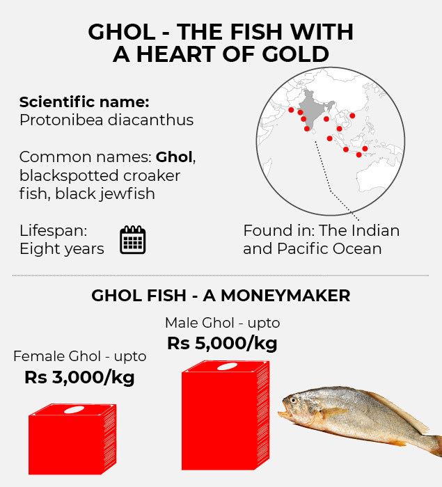 Ghol | State fish in Gujarat | Indo-Pacific region | UPSC | Mumbai fisherman became a crorepati |