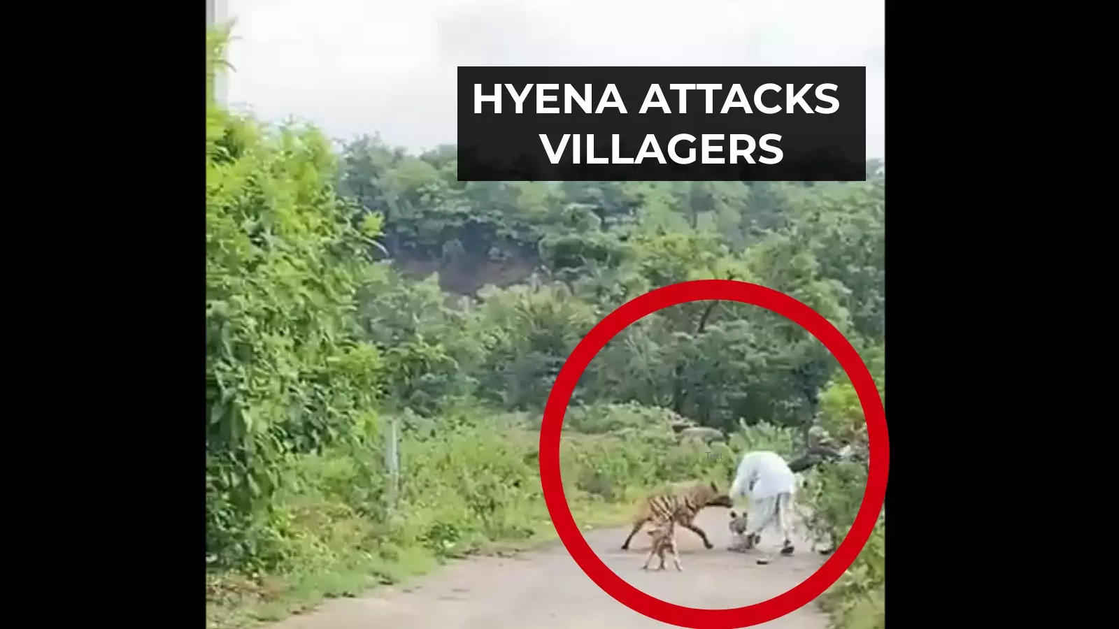 Shocking! Hyena attacks villagers in Maharashtra's Kharpudi village, later  found dead | City - Times of India Videos