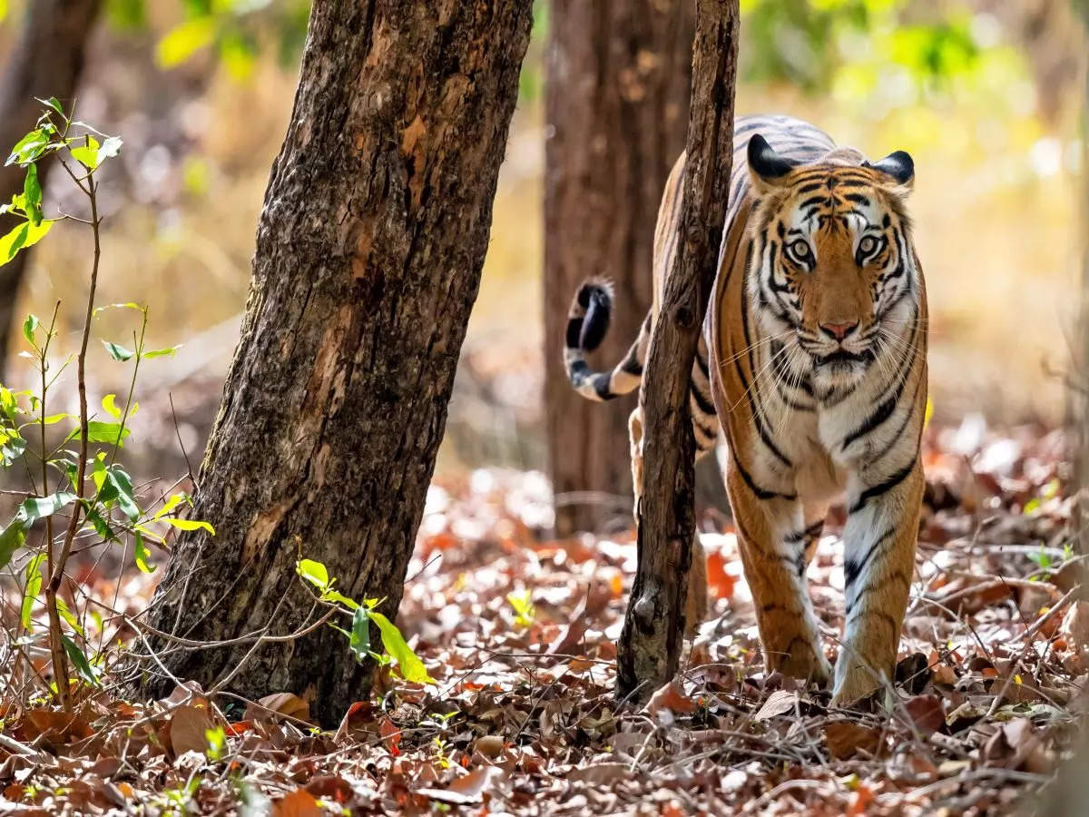 Uttarakhand: Rajaji Tiger Reserve  to remain open for round-the-year safari