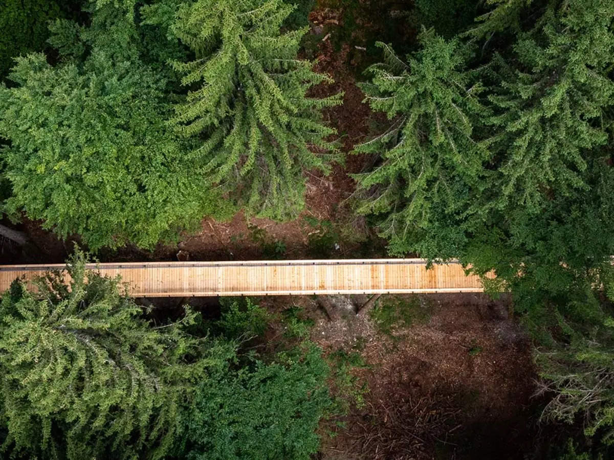 This is the longest treetop walkway in the world