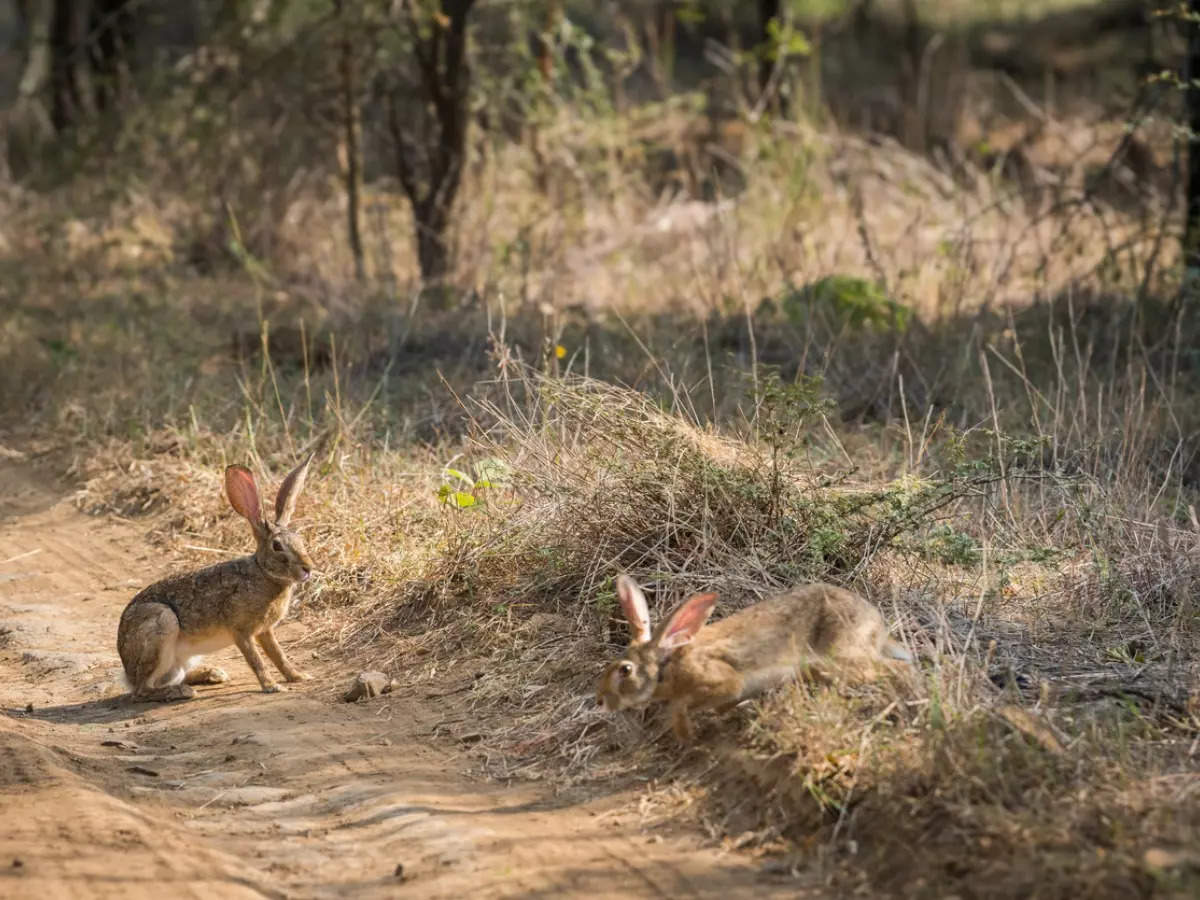 Exploring Bihar's wildlife