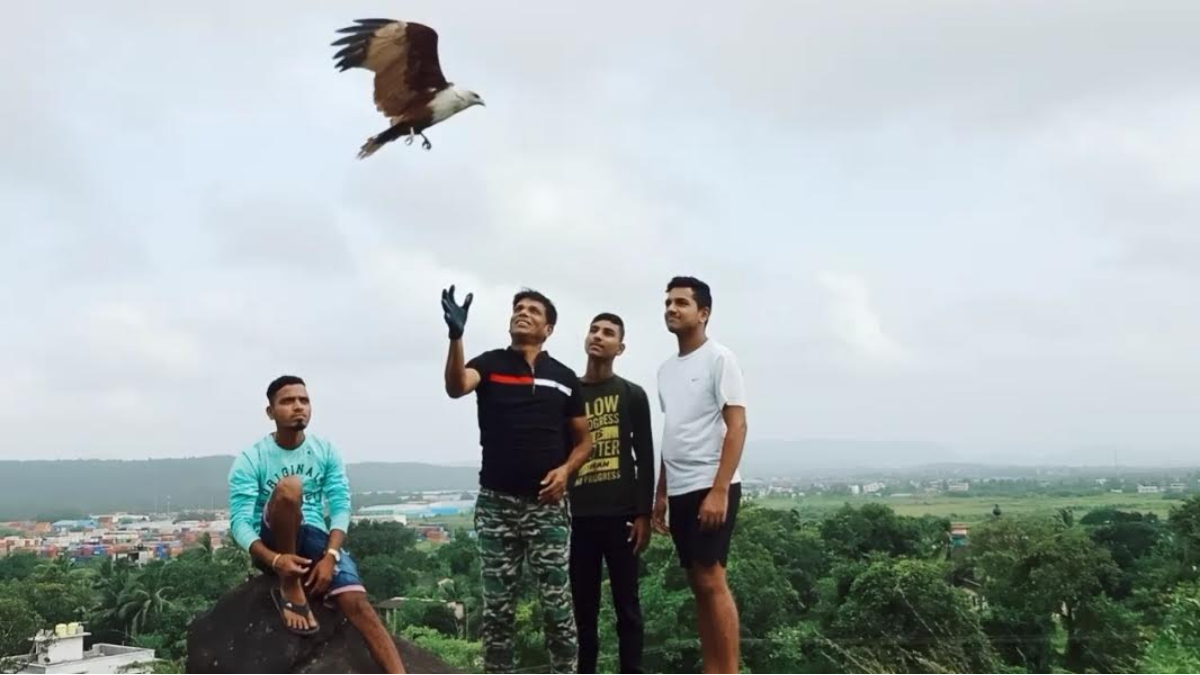 The rescuers freed the Brahminy kite