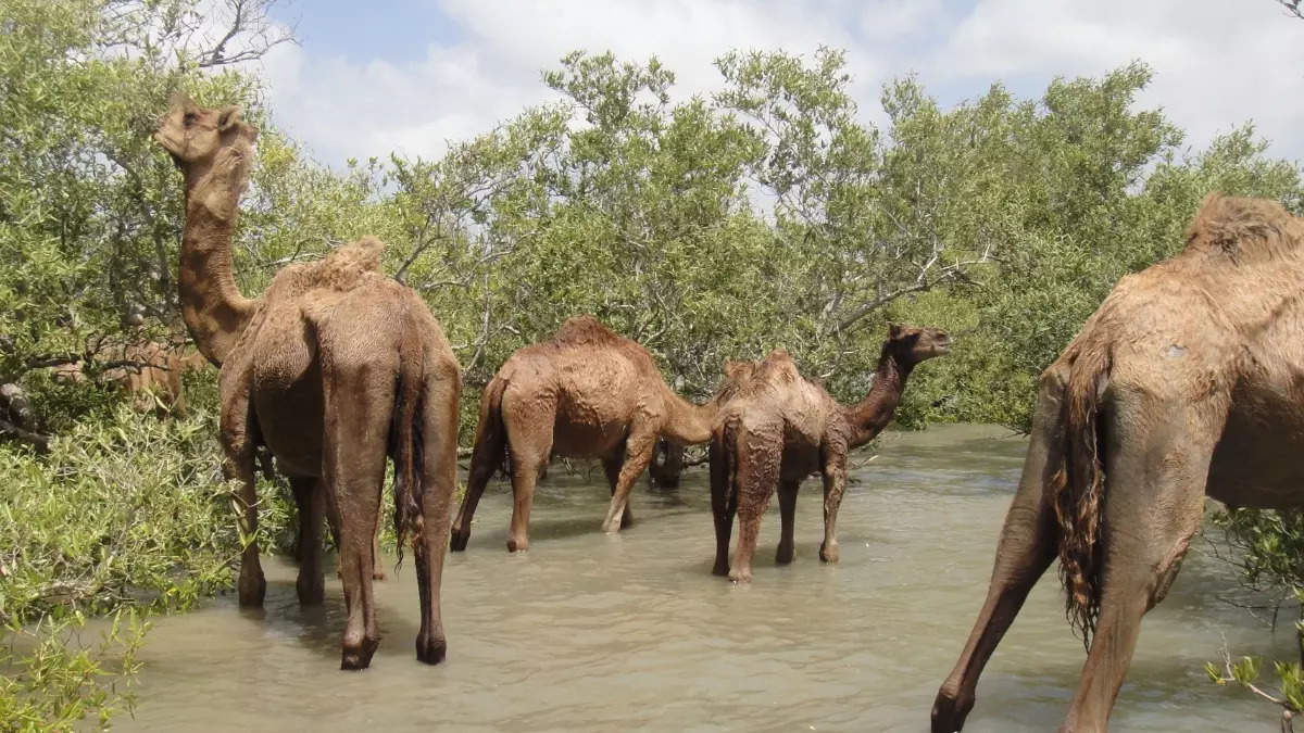 Lifeline sought from PM for Gujarat's unique 'swimming camels' | Ahmedabad  News - Times of India