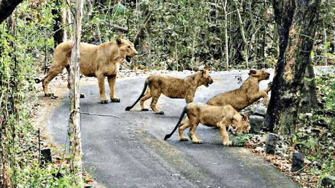 Gujarat: Don't widen road inside Gir sanctuary, say experts | Ahmedabad  News - Times of India